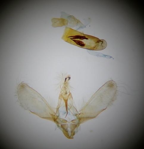 Réf. 258 903 : Scoparia basistrigalis